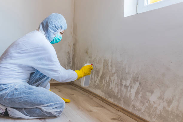Licensed Black Mold Removal service in Succasunna, NJ - WQB Mold Removal