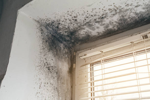 Affordable Black Mold Removal solutions in Succasunna, NJ